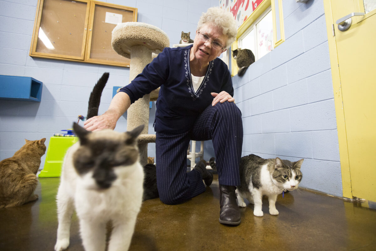 Davis animal shelter adopting out more animals this year News, Sports